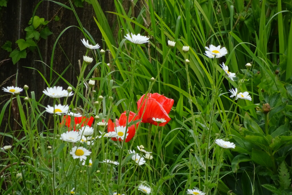 poppies and marguerites by anniesue