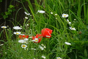 13th Jun 2024 - poppies and marguerites