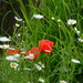 poppies and marguerites