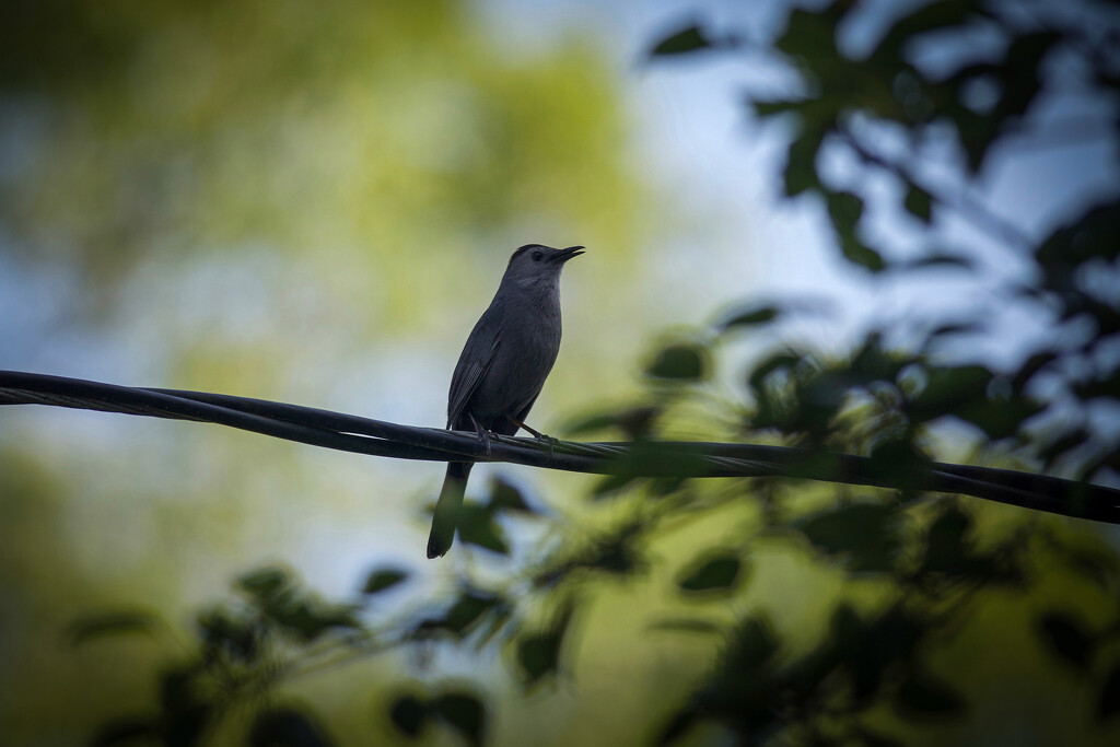 Bird on a Wire  by berelaxed