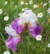 13th Jun 2024 - Iris and Daisies