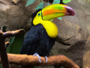 13th Jun 2024 - Toucan