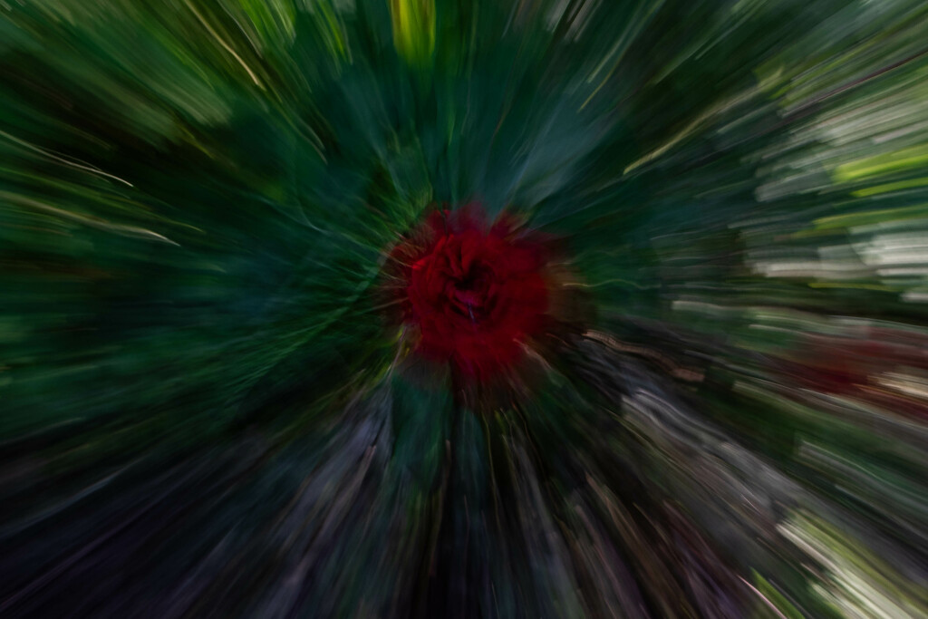 Rose burst by darchibald