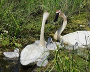 7th Jun 2024 - Trumpeter Swans