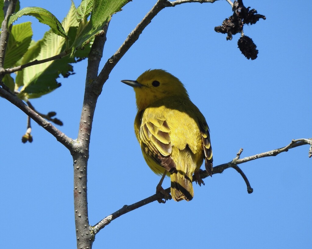 Yellow Warbler by sunnygreenwood