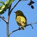 Yellow Warbler by sunnygreenwood