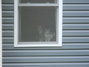 13th Jun 2024 - Two Cats in Window 