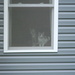 Two Cats in Window  by sfeldphotos