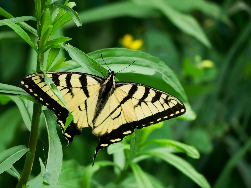 Eastern Tiger Swallowtail by ljmanning