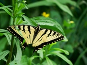 13th Jun 2024 - Eastern Tiger Swallowtail