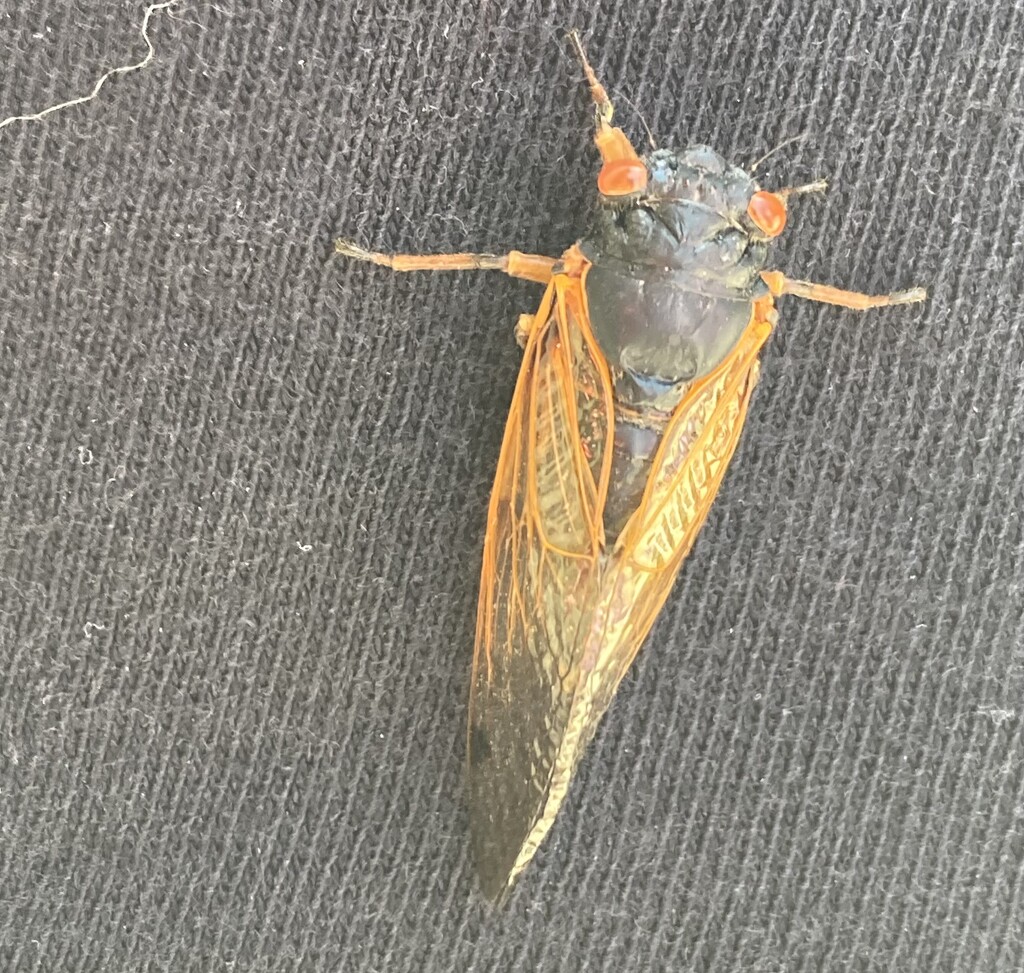 Cicada  by illinilass