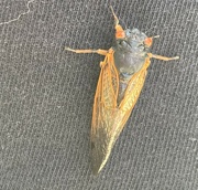 12th Jun 2024 - Cicada 