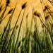 Wild Grasses by pdulis