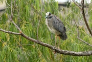 13th Jun 2024 - Yellow crowned Night Heron