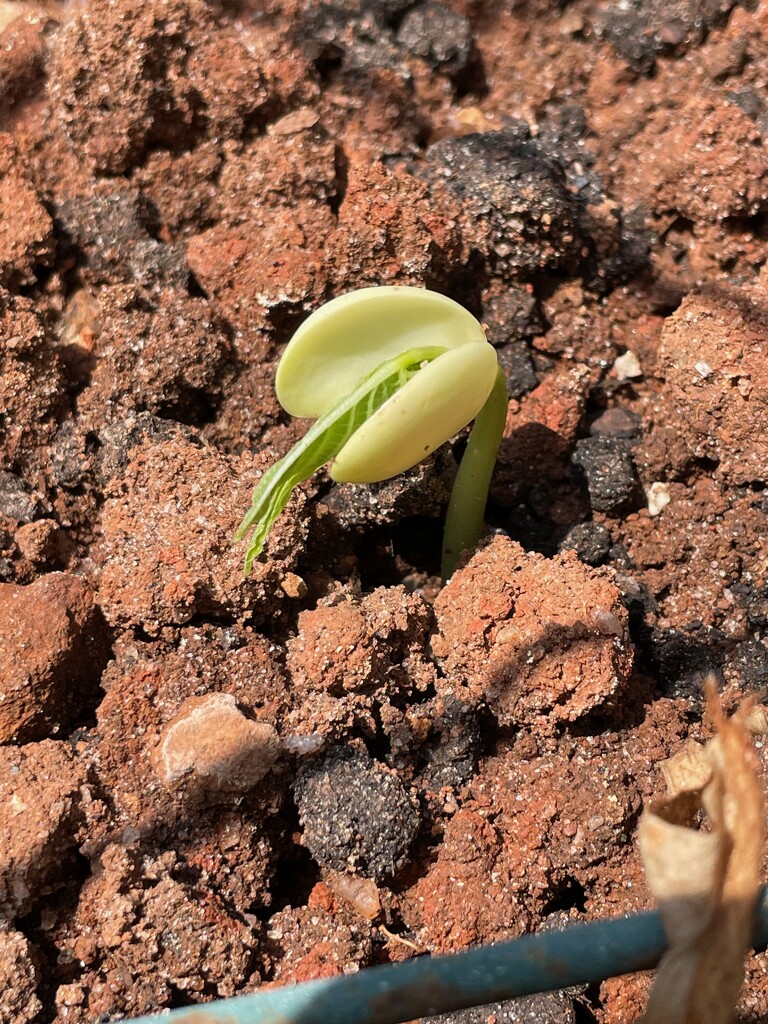 Tiny lima bean sprout by margonaut