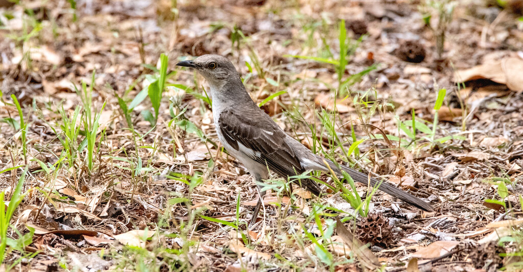 Mockingbird Looking for Something on the Ground! by rickster549