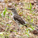 Mockingbird Looking for Something on the Ground!