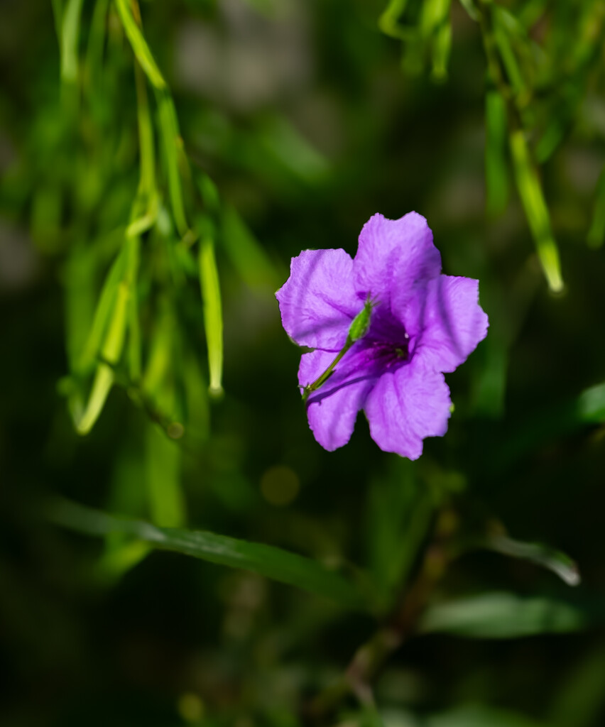 Purple flower  by ianjb21