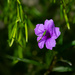Purple flower 