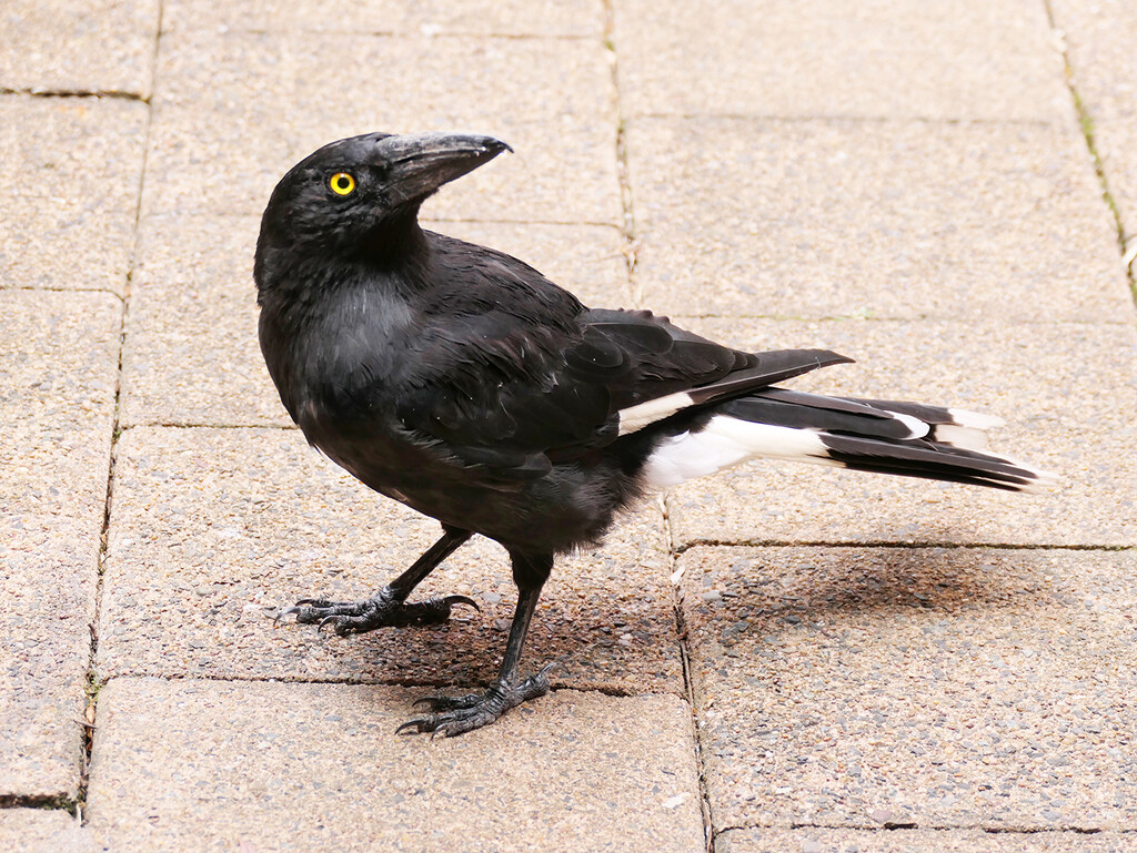 Pied Currawong by onewing