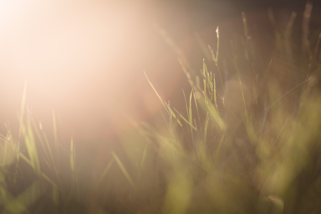 Long Grass, Lovely Light by tina_mac