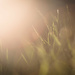 Long Grass, Lovely Light by tina_mac