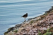 11th Jun 2024 - 6 11 Killdeer