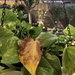 Yellow Pothos Leaf by loweygrace