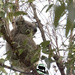 big boy Elmo by koalagardens