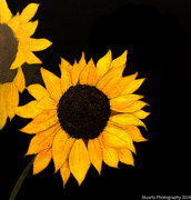 14th Jun 2024 - Sunflowers (painting)