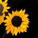 Sunflowers (painting)