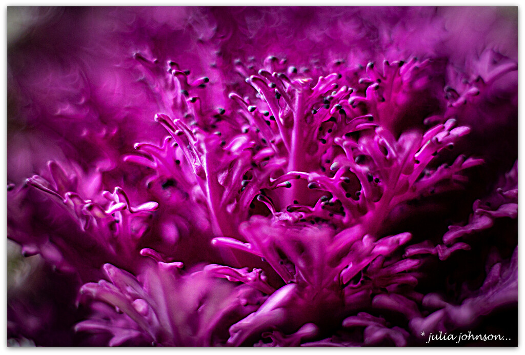 Ornamental Kale.. by julzmaioro