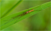 14th Jun 2024 - Tetragnatha, venomous, but not to humans