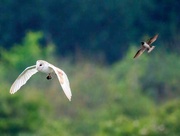 12th Jun 2024 -  Photo bombed by a Barn Owl!!!!!