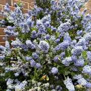 13th Jun 2024 - Feltleaf Ceanothus