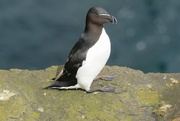 9th Jun 2024 - RAZORBILL