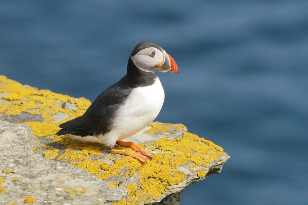 COLOURFUL PUFFIN by markp
