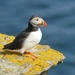 COLOURFUL PUFFIN