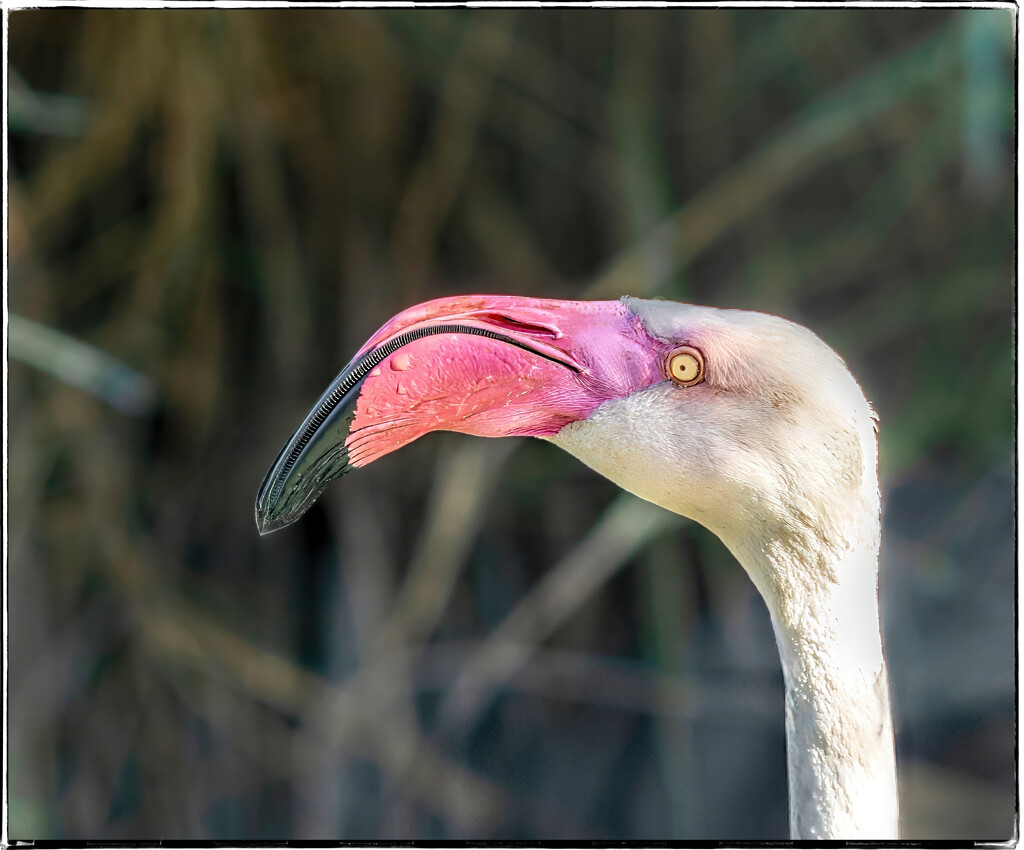 Happy Flamingo Friday everyone! by ludwigsdiana