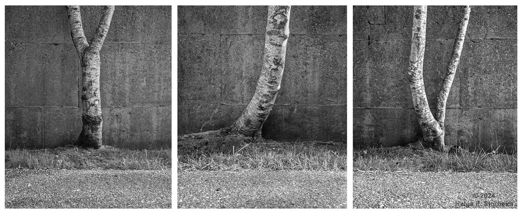 Three tree trunks triptych by helstor365