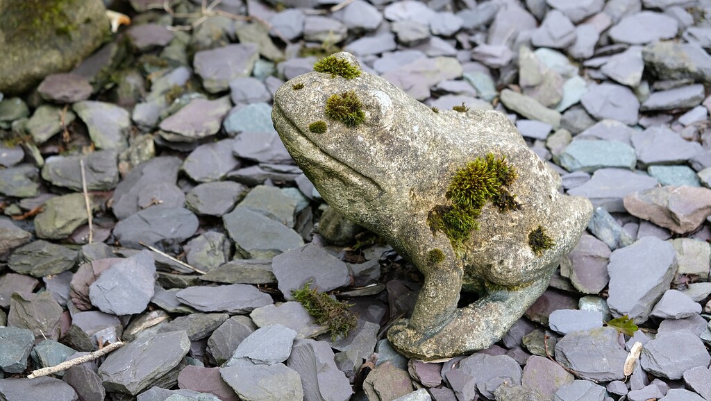 mossy frog by kametty