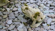 14th Jun 2024 - mossy frog