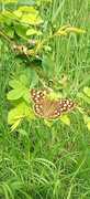 14th Jun 2024 - Speckled Wood Butterfly 