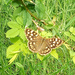 Speckled Wood Butterfly 