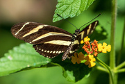 14th Jun 2024 - Zebra Longwing