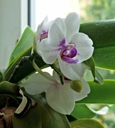 14th Jun 2024 - Orchid