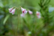 14th Jun 2024 - Linnaea