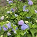 Blue Lavender 