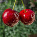 Cherries by andyharrisonphotos