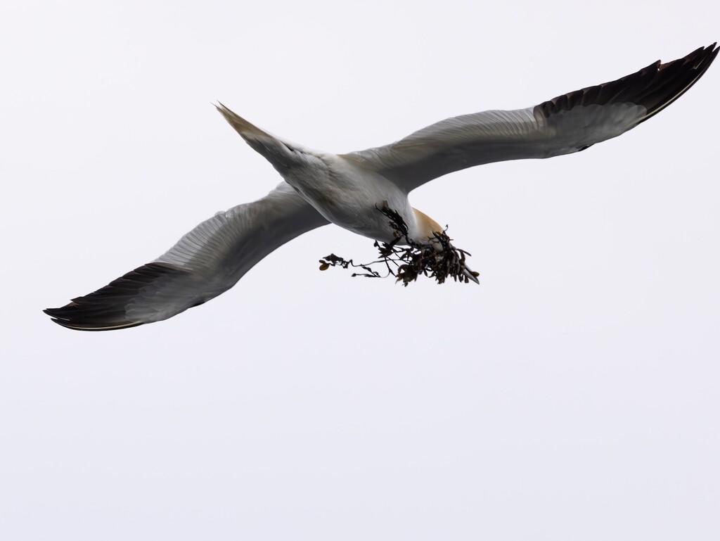 Male Northern Gannet carrying seaweed for its nest. by billdavidson